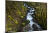 Stream in the rainforest near Alice Lake Provincial Park. Squamish, British Columbia, Canada.-Kristin Piljay-Mounted Photographic Print