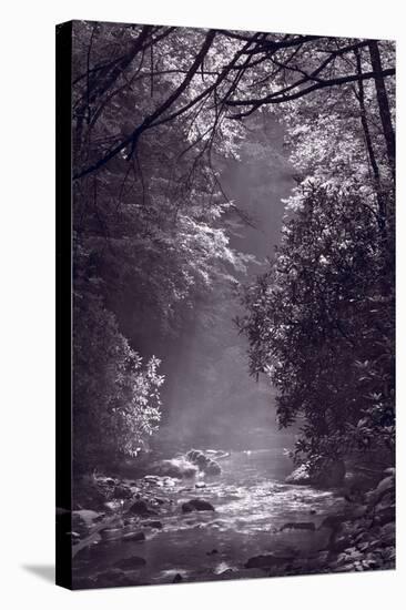 Stream Light BW-Steve Gadomski-Stretched Canvas