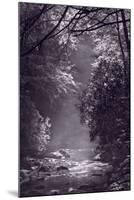 Stream Light BW-Steve Gadomski-Mounted Photographic Print