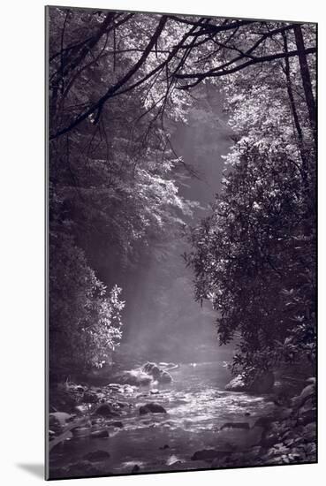Stream Light BW-Steve Gadomski-Mounted Photographic Print