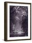 Stream Light BW-Steve Gadomski-Framed Premium Photographic Print