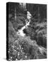 Stream Lined with Bitter Cress, Mountain Bluebells, Colorado, USA-Adam Jones-Stretched Canvas