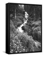 Stream Lined with Bitter Cress, Mountain Bluebells, Colorado, USA-Adam Jones-Framed Stretched Canvas