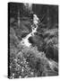 Stream Lined with Bitter Cress, Mountain Bluebells, Colorado, USA-Adam Jones-Stretched Canvas