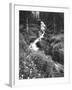 Stream Lined with Bitter Cress, Mountain Bluebells, Colorado, USA-Adam Jones-Framed Premium Photographic Print