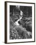 Stream Lined with Bitter Cress, Mountain Bluebells, Colorado, USA-Adam Jones-Framed Premium Photographic Print