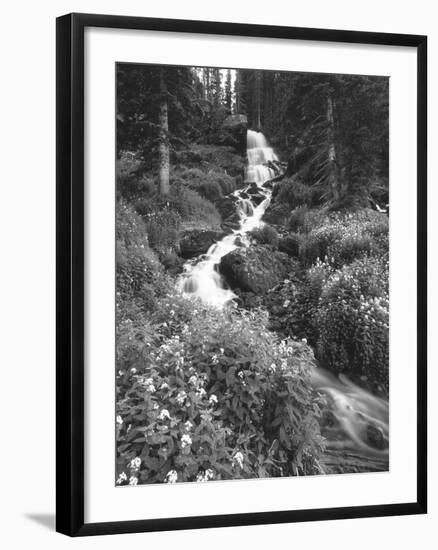 Stream Lined with Bitter Cress, Mountain Bluebells, Colorado, USA-Adam Jones-Framed Premium Photographic Print