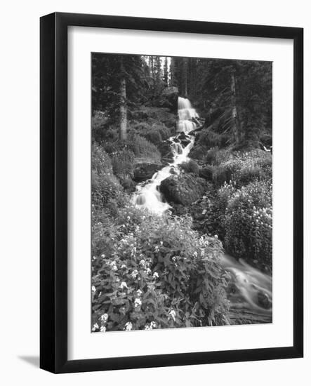 Stream Lined with Bitter Cress, Mountain Bluebells, Colorado, USA-Adam Jones-Framed Photographic Print