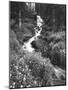 Stream Lined with Bitter Cress, Mountain Bluebells, Colorado, USA-Adam Jones-Mounted Photographic Print