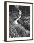 Stream Lined with Bitter Cress, Mountain Bluebells, Colorado, USA-Adam Jones-Framed Photographic Print