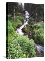 Stream Lined with Bitter Cress, Mountain Bluebells, Colorado, USA-Adam Jones-Stretched Canvas