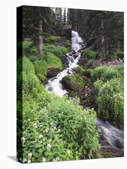 Stream Lined with Bitter Cress, Mountain Bluebells, Colorado, USA-Adam Jones-Stretched Canvas