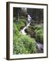 Stream Lined with Bitter Cress, Mountain Bluebells, Colorado, USA-Adam Jones-Framed Premium Photographic Print