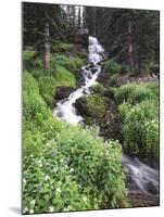 Stream Lined with Bitter Cress, Mountain Bluebells, Colorado, USA-Adam Jones-Mounted Premium Photographic Print