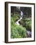 Stream Lined with Bitter Cress, Mountain Bluebells, Colorado, USA-Adam Jones-Framed Photographic Print