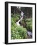 Stream Lined with Bitter Cress, Mountain Bluebells, Colorado, USA-Adam Jones-Framed Photographic Print