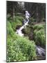 Stream Lined with Bitter Cress, Mountain Bluebells, Colorado, USA-Adam Jones-Mounted Photographic Print