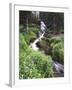 Stream Lined with Bitter Cress, Mountain Bluebells, Colorado, USA-Adam Jones-Framed Photographic Print