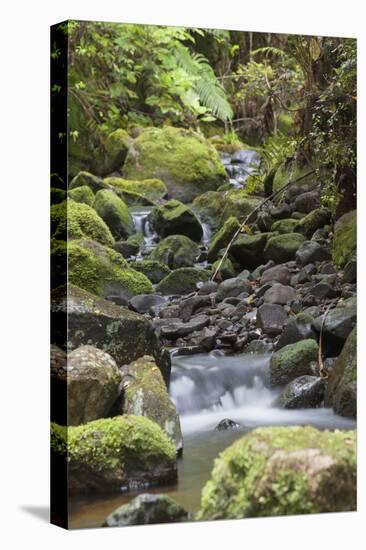 Stream on Kauaeranga Kauri Trail-Ian-Stretched Canvas