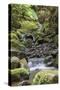 Stream on Kauaeranga Kauri Trail-Ian-Stretched Canvas