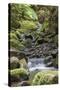 Stream on Kauaeranga Kauri Trail-Ian-Stretched Canvas