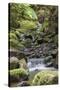 Stream on Kauaeranga Kauri Trail-Ian-Stretched Canvas