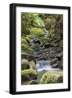 Stream on Kauaeranga Kauri Trail-Ian-Framed Photographic Print