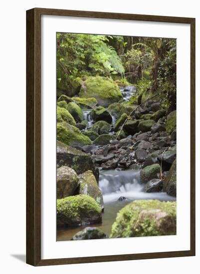 Stream on Kauaeranga Kauri Trail-Ian-Framed Photographic Print