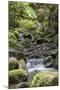 Stream on Kauaeranga Kauri Trail-Ian-Mounted Photographic Print