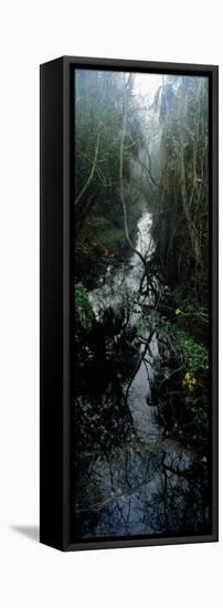 Stream Passing Through a Forest, Oscar Scherer State Park, Osprey, Sarasota County, Florida, USA-null-Framed Stretched Canvas