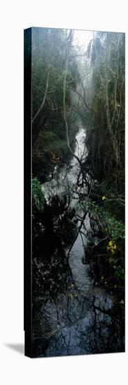 Stream Passing Through a Forest, Oscar Scherer State Park, Osprey, Sarasota County, Florida, USA-null-Stretched Canvas