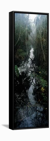 Stream Passing Through a Forest, Oscar Scherer State Park, Osprey, Sarasota County, Florida, USA-null-Framed Stretched Canvas