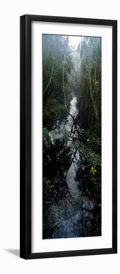 Stream Passing Through a Forest, Oscar Scherer State Park, Osprey, Sarasota County, Florida, USA-null-Framed Photographic Print