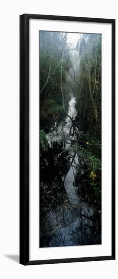 Stream Passing Through a Forest, Oscar Scherer State Park, Osprey, Sarasota County, Florida, USA-null-Framed Photographic Print