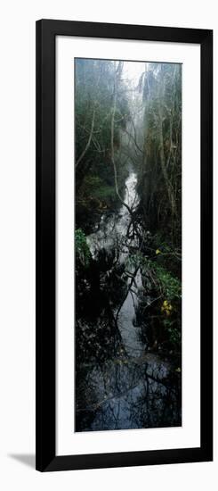 Stream Passing Through a Forest, Oscar Scherer State Park, Osprey, Sarasota County, Florida, USA-null-Framed Photographic Print