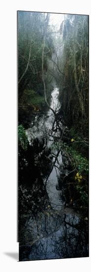 Stream Passing Through a Forest, Oscar Scherer State Park, Osprey, Sarasota County, Florida, USA-null-Mounted Photographic Print