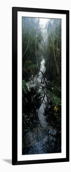 Stream Passing Through a Forest, Oscar Scherer State Park, Osprey, Sarasota County, Florida, USA-null-Framed Photographic Print