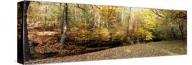 Stream passing through a forest, Rock County, Wisconsin, USA-null-Stretched Canvas