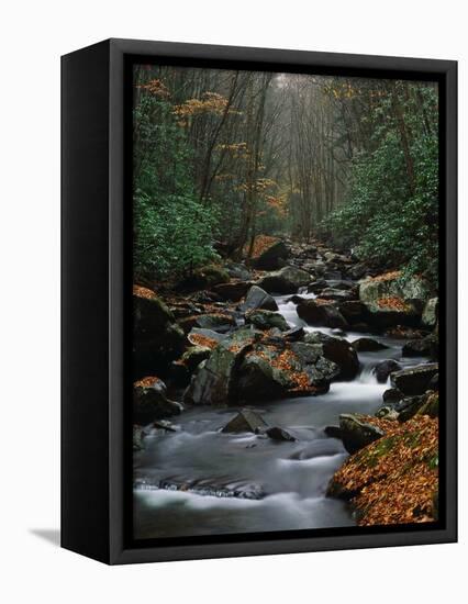 Stream Running Through Forest-Jay Dickman-Framed Stretched Canvas