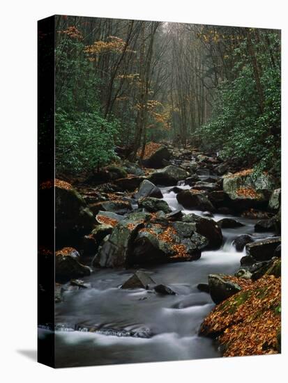 Stream Running Through Forest-Jay Dickman-Stretched Canvas