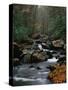 Stream Running Through Forest-Jay Dickman-Stretched Canvas