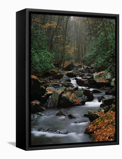 Stream Running Through Forest-Jay Dickman-Framed Stretched Canvas