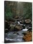 Stream Running Through Forest-Jay Dickman-Stretched Canvas