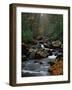 Stream Running Through Forest-Jay Dickman-Framed Photographic Print