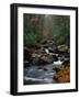 Stream Running Through Forest-Jay Dickman-Framed Photographic Print