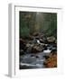 Stream Running Through Forest-Jay Dickman-Framed Photographic Print