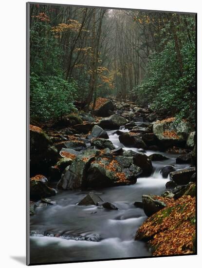 Stream Running Through Forest-Jay Dickman-Mounted Photographic Print