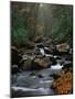 Stream Running Through Forest-Jay Dickman-Mounted Photographic Print