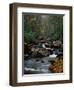 Stream Running Through Forest-Jay Dickman-Framed Photographic Print