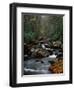 Stream Running Through Forest-Jay Dickman-Framed Photographic Print